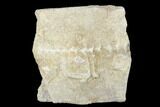 Archimedes Screw Bryozoan Fossil - Alabama #178224-1